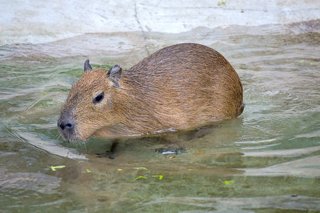 Portrait of capybaras in  pond close zoo, Russia.の写真素材