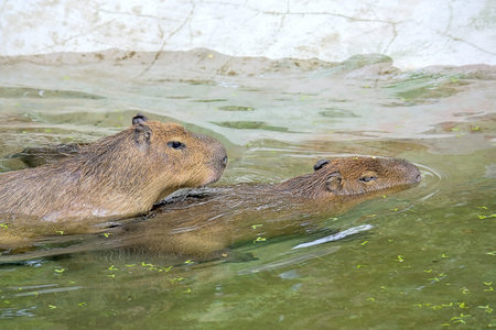 Two capybaras during  mating process in  reservoir zoo.