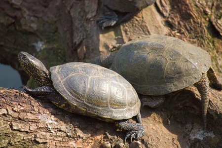 Sea turtles bask in sun at pond at zoo, Russia.