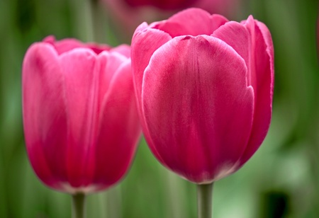 Two pink tulips on  green background. Horizontal image.の写真素材