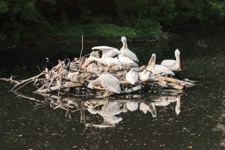 Flock of pelicans on island in middle of reservoir Zoo, Russia.の写真素材