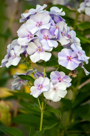 Bouquet phlox in  garden with natural background の写真素材