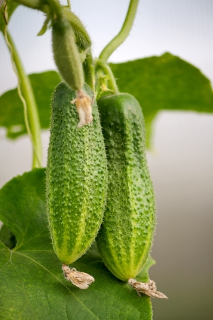 Two cucumbers  close up on  branch against  background of leaves.の写真素材