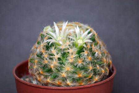 Cactus with flowers  on dark background (Mammillaria).Image with shallow depth of field.の写真素材