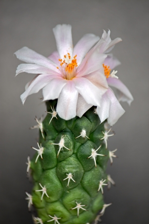Cactus with blossoms on dark background (Turbinicarpus).Image with shallow depth of field.の写真素材