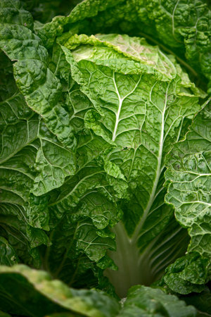 View of  large green cabbage plant close up.の写真素材