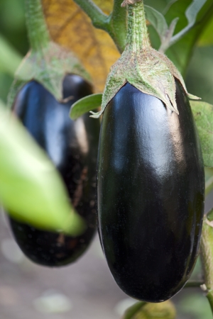 Large  fruit of eggplant on  plant close up.の写真素材