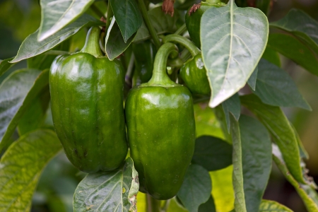 Peppers on  bush plants ripened. Image with shallow depth of field.の写真素材
