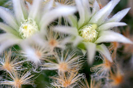 Cactus with flowers  on dark  background (Mammillaria).Image with shallow depth of field.