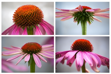 Echinacea   close-up on  light background.の写真素材