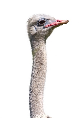 Head and long neck an ostrich close-up,isolated on white background の写真素材