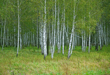 View of birch forest in summer, Russia.
