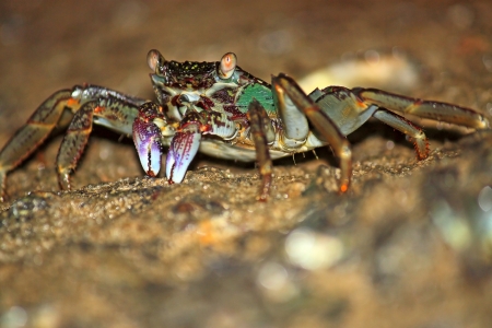 Crab in  awesome position in  sand, Thailand.の写真素材