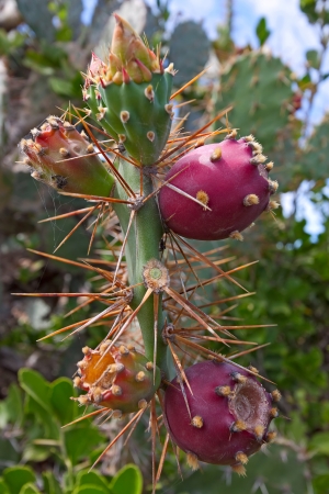 Red fruits of  prickly pear on background of blue sky, Vietnam.の写真素材