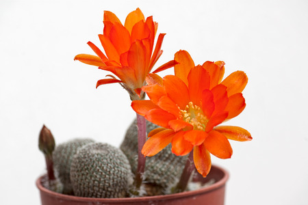 Cactus flower  on light  background.Image with shallow depth of field.の写真素材