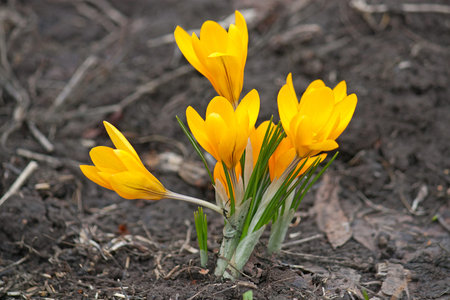 Spring flowers  - Crocuses,close up on  background of  earth.