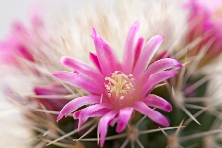 Cactus flower  on light background.Image with shallow depth of field.の写真素材