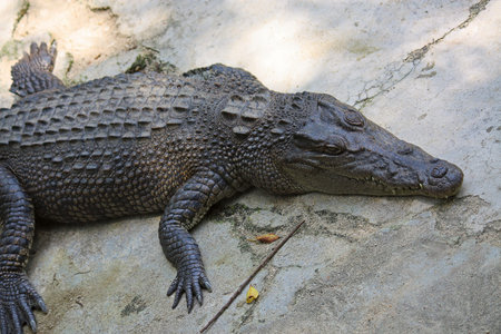 Big Crocodile close-up in zoo enclosure Phuket, Thailand.の写真素材