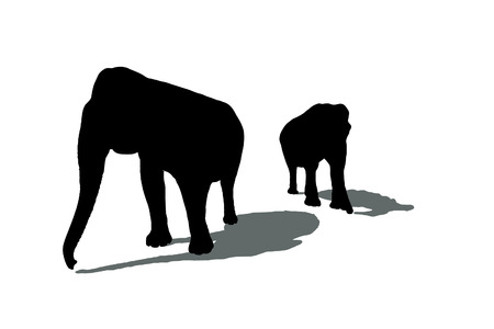 Silhouettes of two elephants with shadows isolated on white.の写真素材