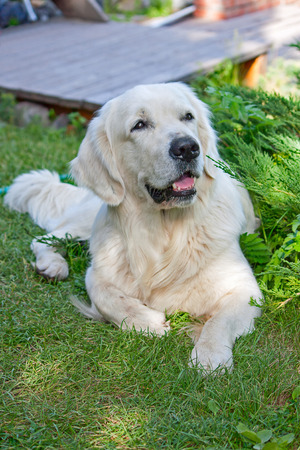 Large dog (Labrador retriever) closeup, lying on the grass.の写真素材