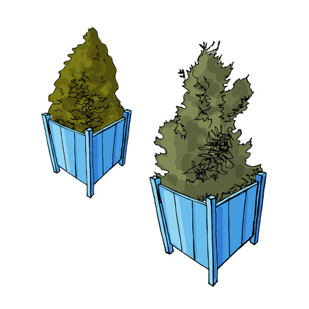 Two blue garden pots with thuja trees. Sketch. Vector illustration. Hand drawn.のイラスト素材