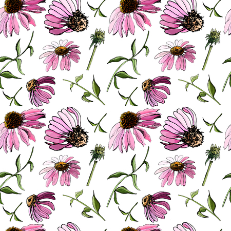 Floral seamless pattern with hand drawn graphic and colored sketch with echinacea flowers on white background. Vector illustration.のイラスト素材