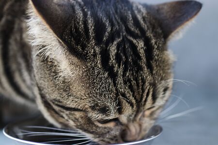 A young cat eats natural chicken meat. Close-up. Soft focus.の写真素材
