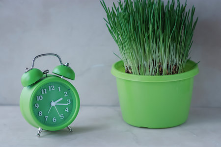 Bright green alarm clock and fresh grass in a bright green flower-pot on a light background. Soft...