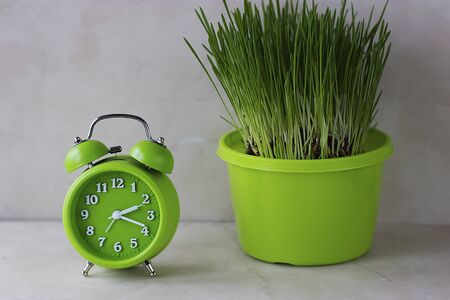 Bright green alarm clock and fresh grass in a bright green flower-pot on a light background. Soft focus.の写真素材