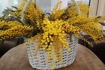Branches of yellow mimosa in a white basket on a wooden table. Lifestyle. Spring concept. Soft focus.の写真素材