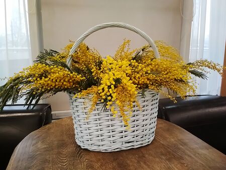 Branches of yellow mimosa in a white basket on a wooden table. Lifestyle. Spring concept. Soft focus.の写真素材
