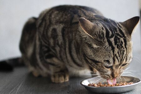 Tabby cat eats wet food. Gray background. Soft focus.の写真素材
