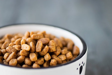 Dry cat food in a white bowl on gray background. Soft focus.