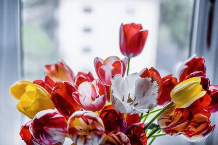 Beautiful bouquet of colorful tulips on a window background. Soft focus.の写真素材