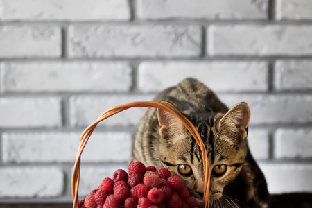 Ripe organic raspberries in a brown basket and a young tabby cat. Soft focus.