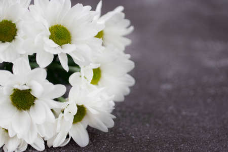 White beautiful chrysanthemum on a gray background close-up. Soft focus.の写真素材
