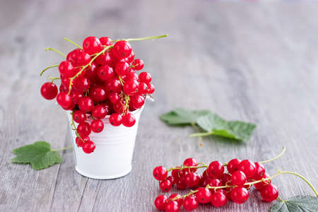 Bright red berries of red currant in a white metal bucket on a gray background. Soft focus.の写真素材