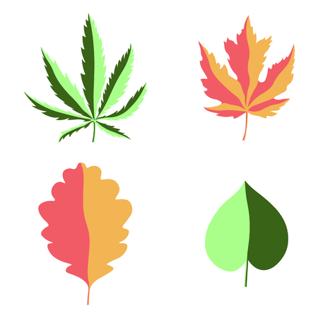 Vector set of leaves isolated on a white background. Vector tree leafs set. Vector design elements. hemp, maple, oakのイラスト素材