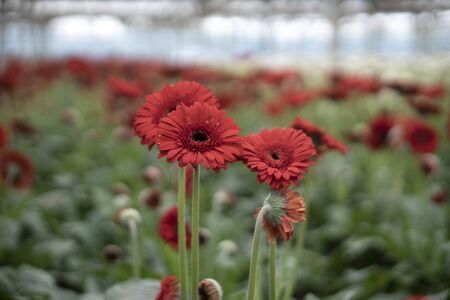The gerbera is general daisy family and stands for innocence and purity, as well as being a classic symbol of beauty.の写真素材