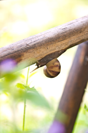 Snailsの写真素材