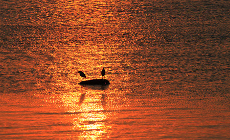 a pair of birds in the sunsetの写真素材