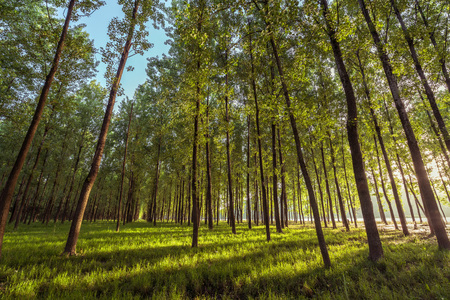 In the early morning of the woodsの写真素材