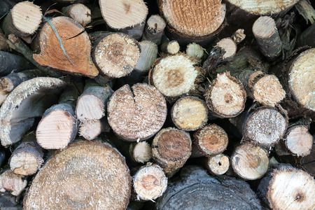 Close up view of tree trunkの写真素材