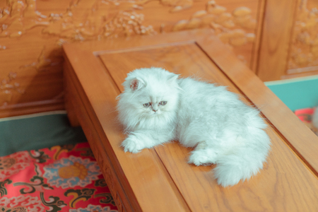 The pup of ginger catの写真素材