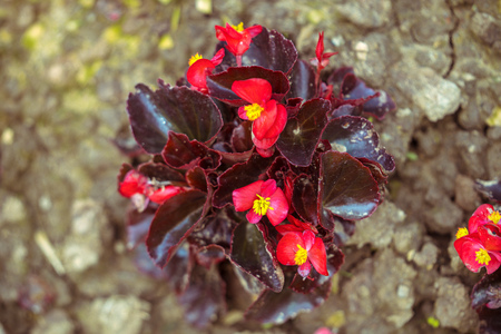 A cluster of begoniasの写真素材