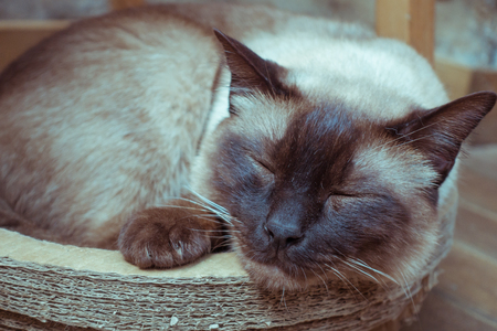 A cat asleep in its lairの写真素材