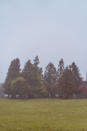 the misty mountain forestの写真素材