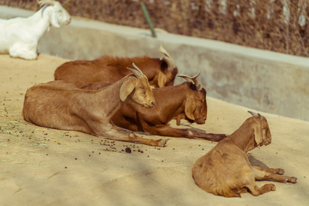 The goat who basks in the sun together in the zooの写真素材