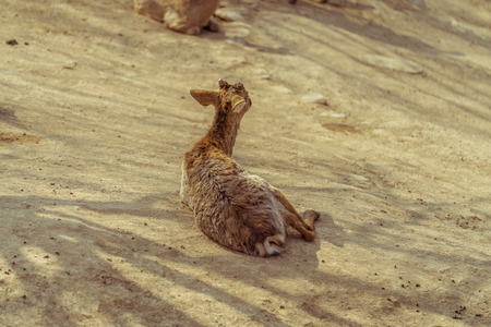 The back of a sika deer in the zooの写真素材