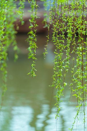 The willows fluttering in the wind reflected in the waterの写真素材